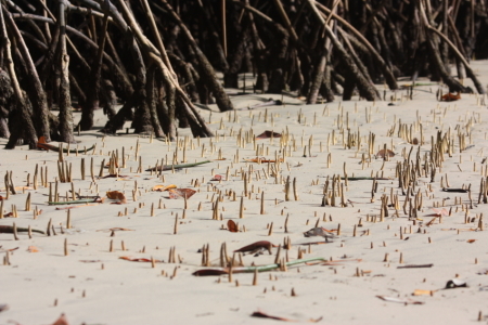 galapagos isabela mangrove4.jpg