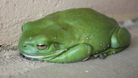 green tree frog.jpg