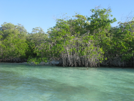 las aves sotavento mangrove bay7.jpg