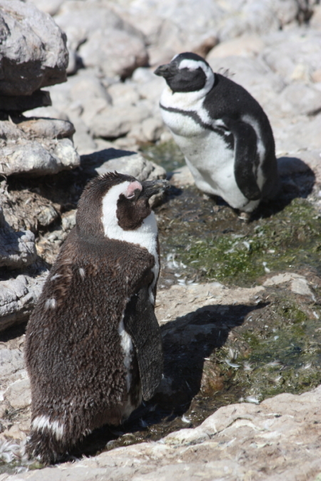 pinguins betty's bay13.jpg