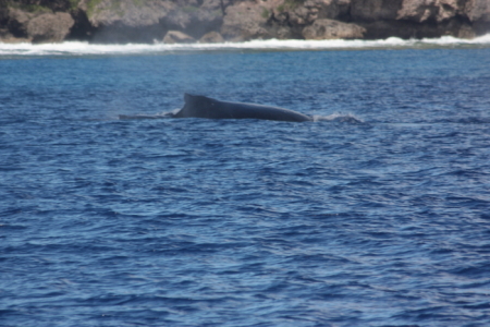 tonga anchorage13 whales11.jpg