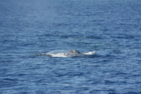 tonga anchorage13 whales4.jpg