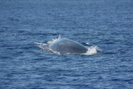 tonga anchorage13 whales5.jpg