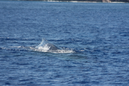 tonga anchorage13 whales6.jpg