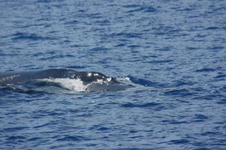 tonga anchorage13 whales7.jpg