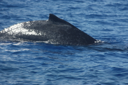 tonga anchorage13 whales8.jpg