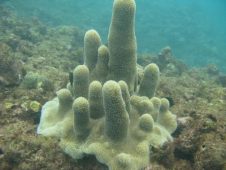 underwater mountain coral.jpg