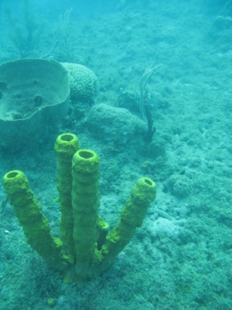 underwater yellow coral.jpg